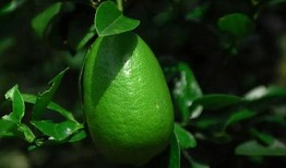 香水柠檬爆料视频大全集,揭秘明星幕后故事