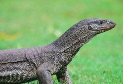 印度巨蜥爆料新闻最新版,揭秘神秘生物的生存现状与挑战