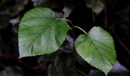 树叶最新爆料软件是什么