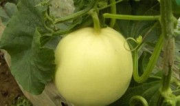 吃瓜的康县网红,揭秘网络红人的魅力与争议