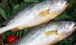 新闻爆料海鱼事件真相是什么,真相背后令人震惊