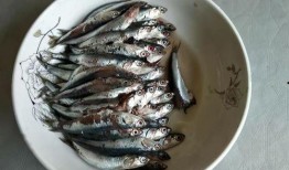 新闻爆料海鱼事件真相是什么,真相背后令人震惊