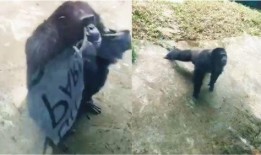 网友爆料狗熊视频大全集,狗熊视频大全集，趣味横生瞬间集结