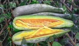 吃瓜的康县网红,揭秘网络红人的魅力与争议