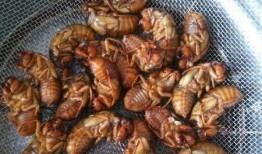 娱乐吃瓜酱知了,知了带你领略娱乐圈新鲜事