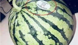 伊犁网红吃瓜,揭秘新疆美食背后的故事