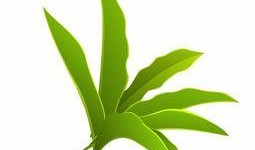 树叶最新爆料软件是什么