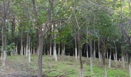 南岗村旧改爆料通知最新,揭秘项目进展与居民期待