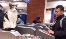 东北土话爆料视频大全集,方言魅力尽收眼底