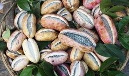 网红8月瓜怎么吃,教你轻松解锁美食新境界