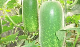 临海爆料吃瓜视频大全,吃瓜视频大全，揭秘幕后真相