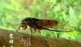 娱乐吃瓜酱知了,知了带你领略娱乐圈新鲜事